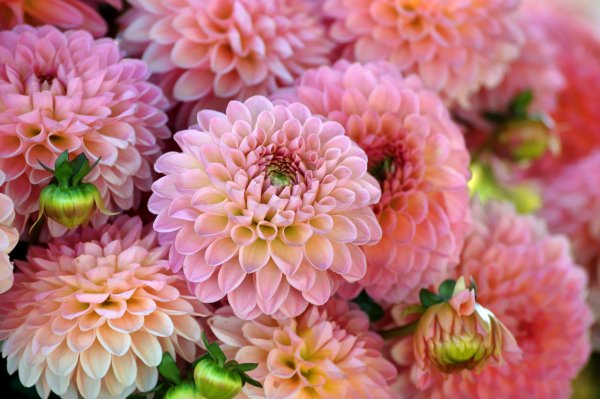 Фаленопсис ред Дрим