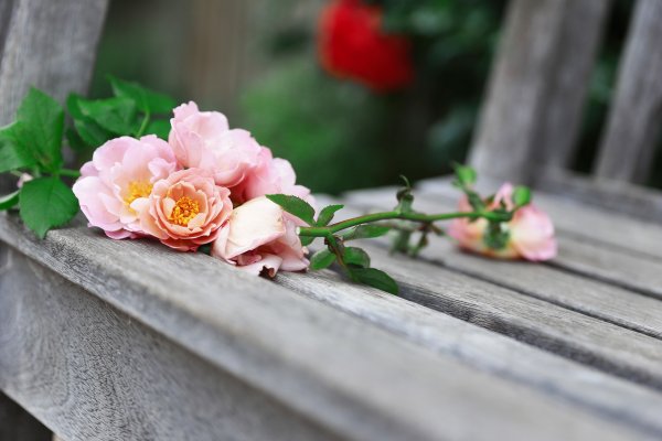 Цветы лежат