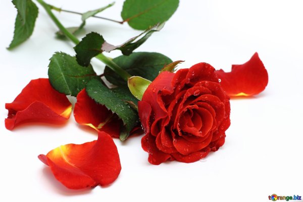 Розы лежат на столе