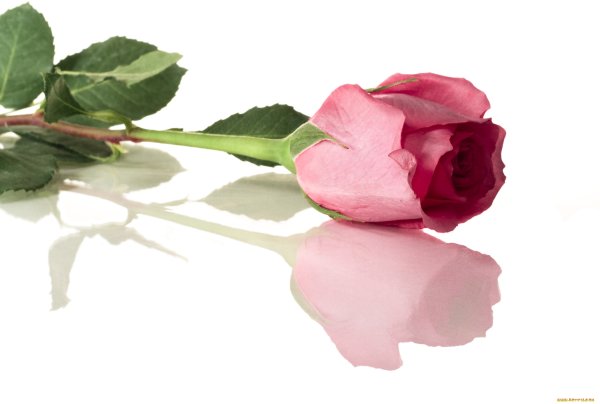 Букет роз лежит