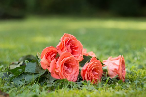 Цветы на белом фоне