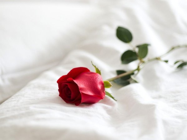 Цветы лежат