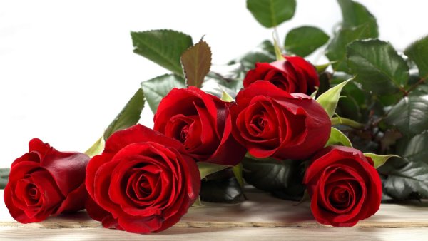 Розы нежные лежат