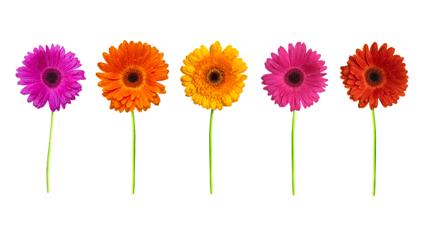 Гербера на белом фоне