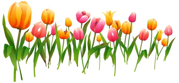 Цветок тюльпан векторный