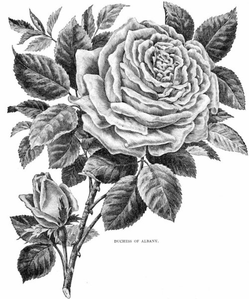 Рисунки для выжигания цветы