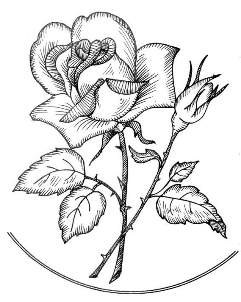 Роза раскраска