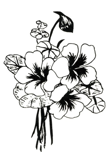 Эскизы для выжигания по дереву