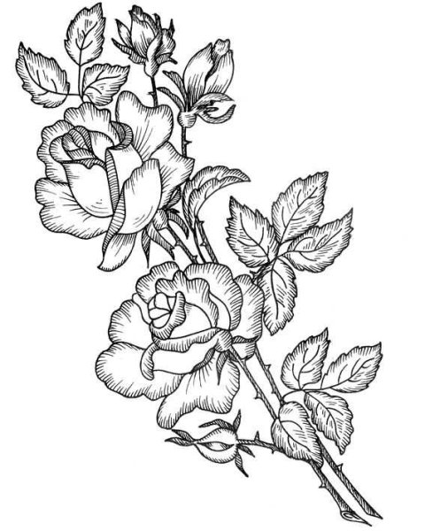 Роза раскраска