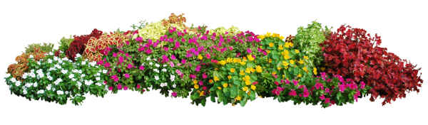 Клумба на белом фоне