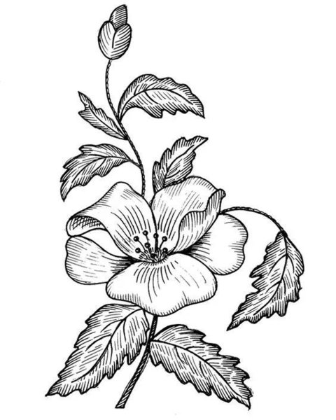 Роза раскраска