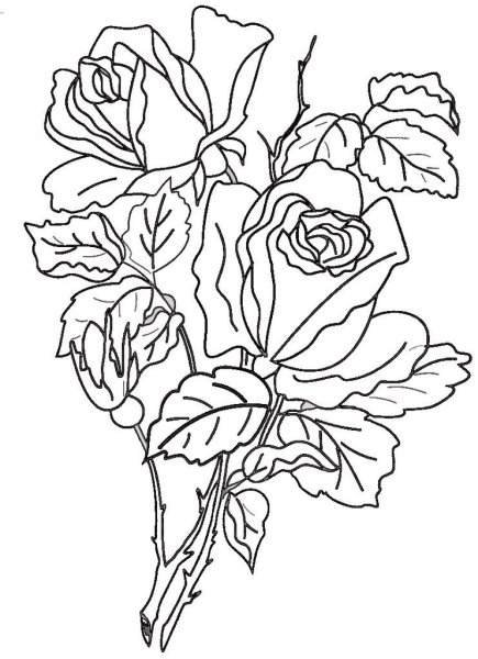 Контуры цветов для рисования