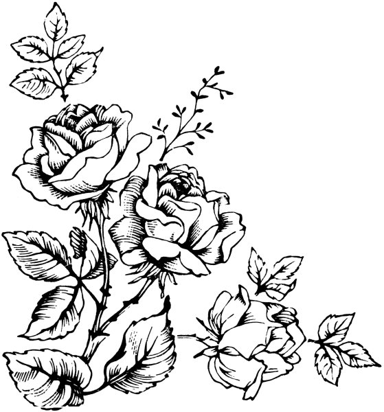 Роза контур