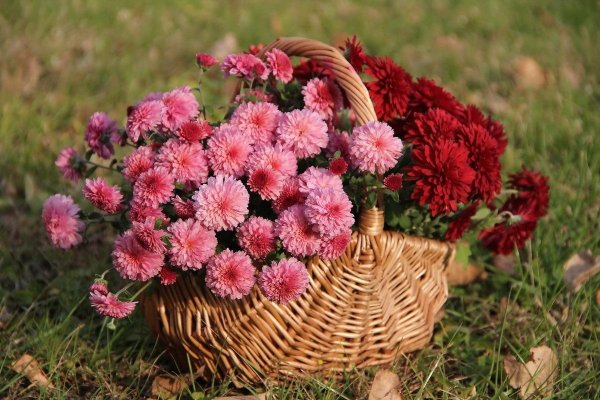 Флорист с цветами