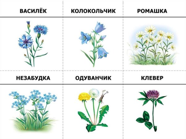 Полевые цветы названия
