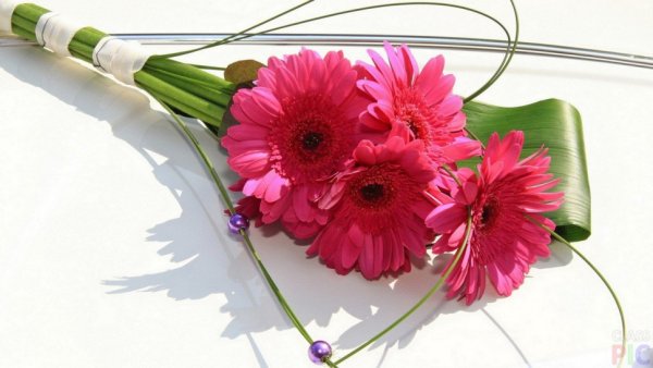 Герберы букет