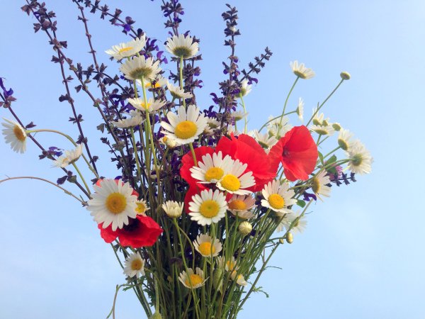 Охапка полевых цветов