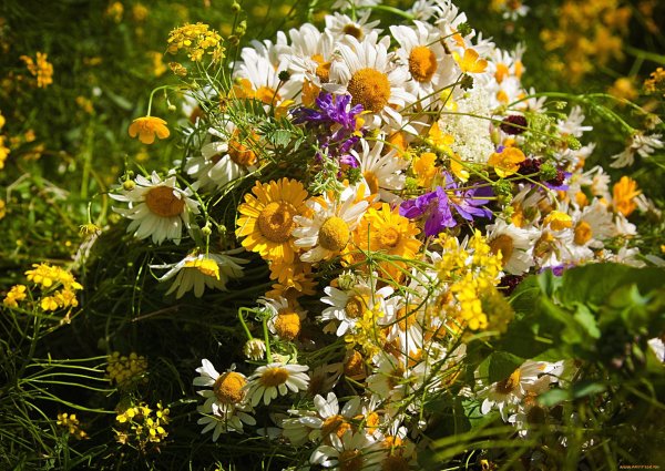 Маргаритки васильки