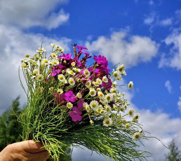 Астра космея