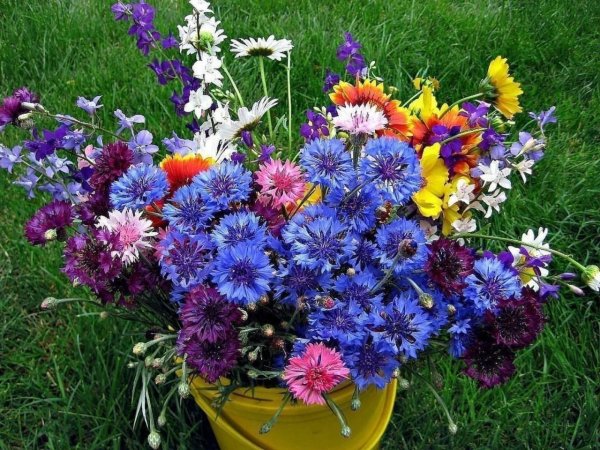 Полевые цветы в корзинке