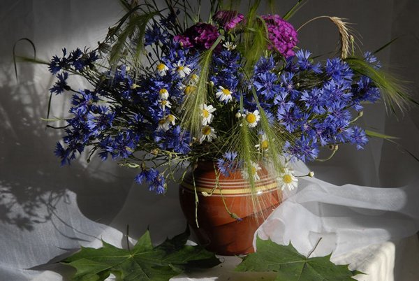 Полевые цветы