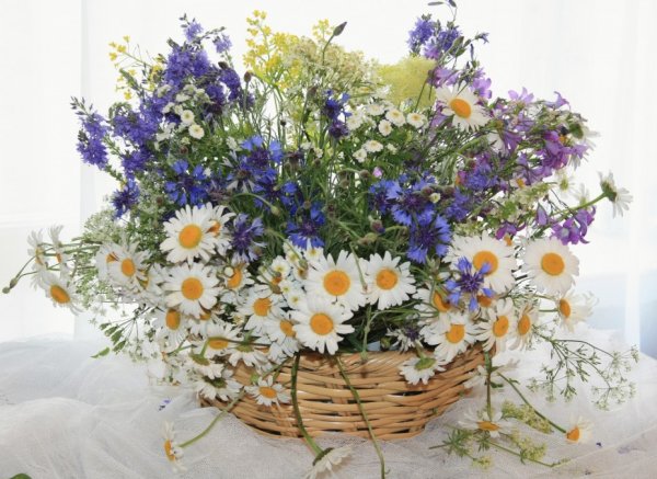 Синеголовник полевой