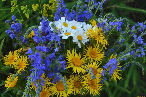 Красивый букет полевых цветов