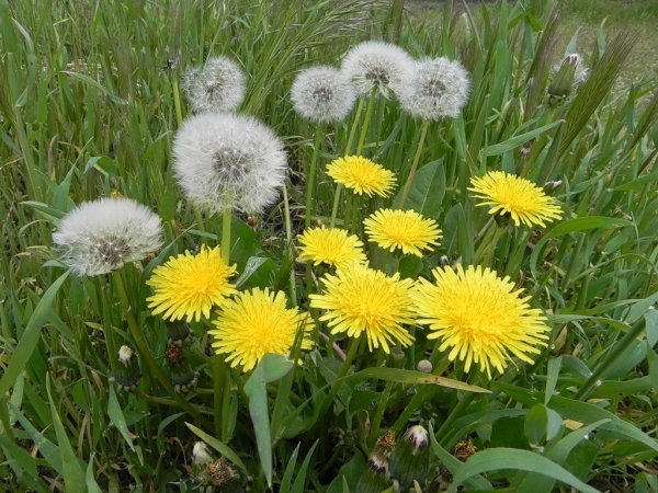 Одуванчик полевой обыкновенный