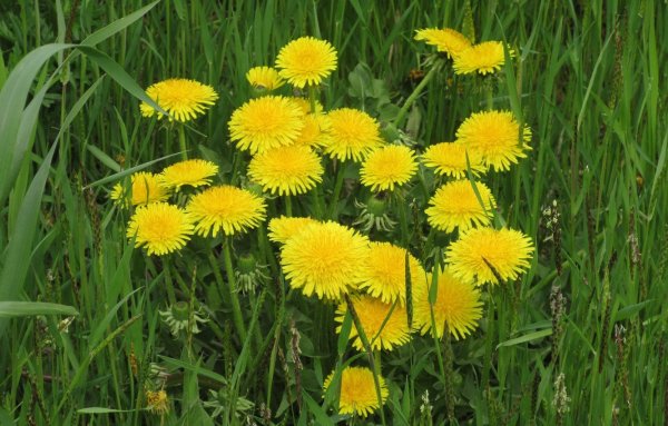 Весенние цветы одуванчик