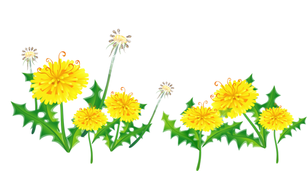 Одуванчик желтый