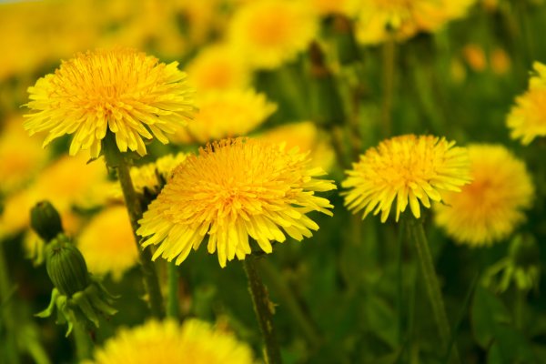 Весна одуванчики