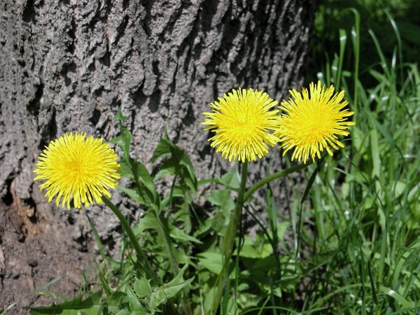 Первоцветы одуванчик