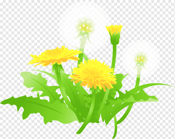 Одувпнчикина белом фоне