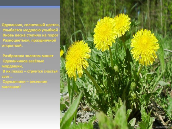 Одуванчик веселый весенний цветок