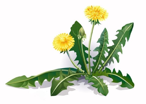 Первоцветы одуванчик