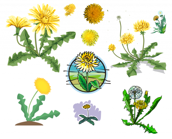 Одуванчик для дошкольников