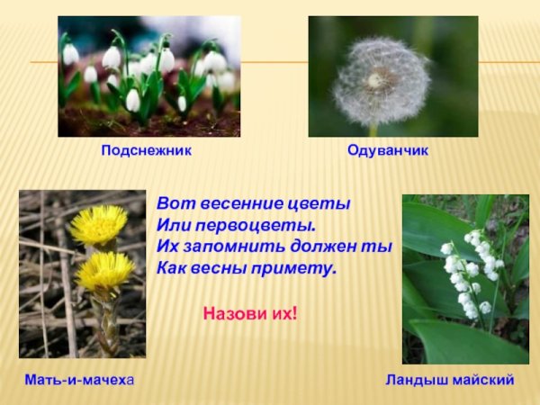 Одуванчик мать-и-мачеха. Первоцвета