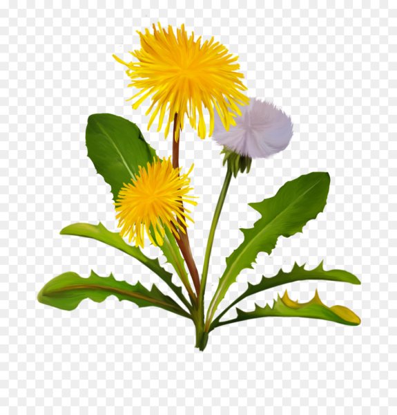 Одуванчик на белом фоне