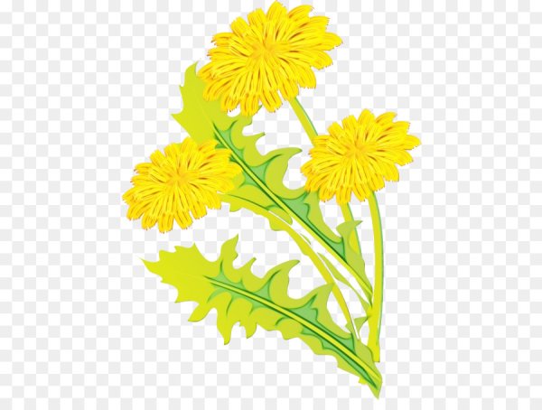 Одуванчик рисунок