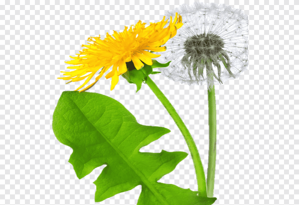 Одуванчик на белом фоне