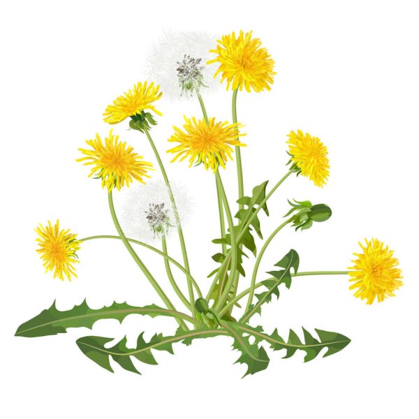 Одуванчик без фона