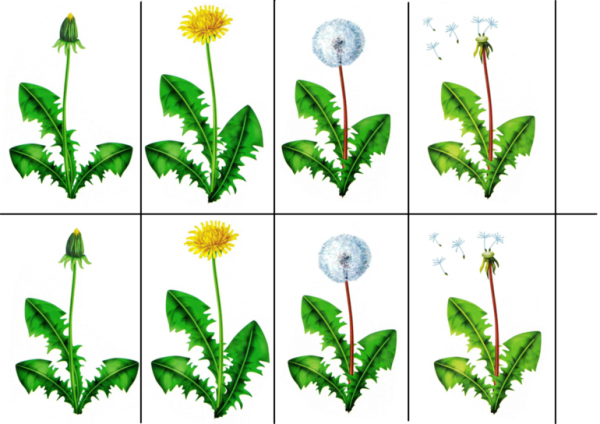 Развитие одуванчика схема