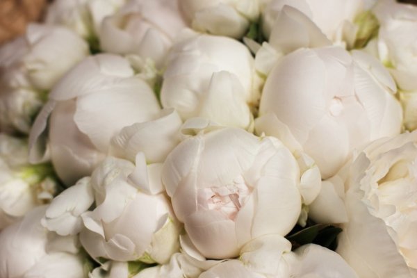 Дюшес Немур пион букет