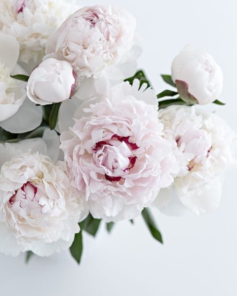 Пион травянистый зефир