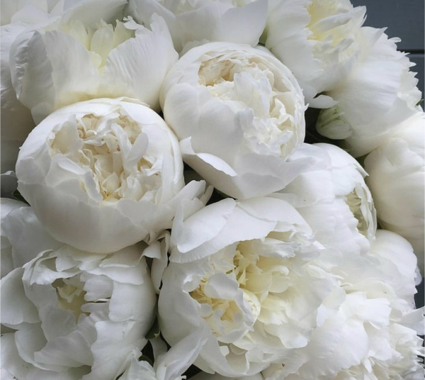 Королевский белый пион