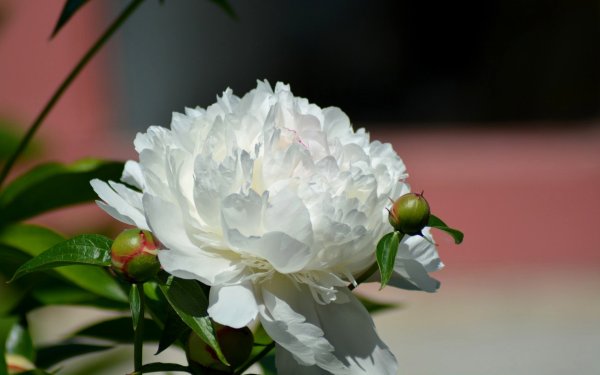 Пион белый Странник