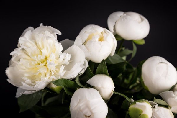 Пион белый срезка