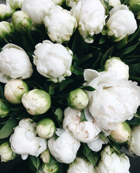 Королевский белый пион