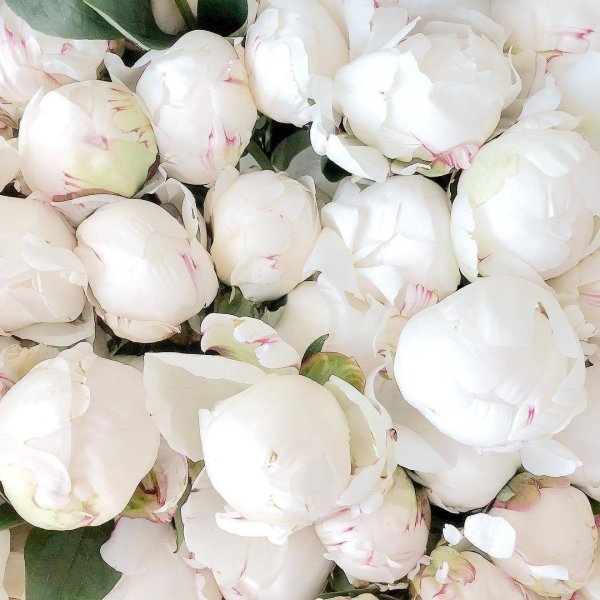 Белые пионы