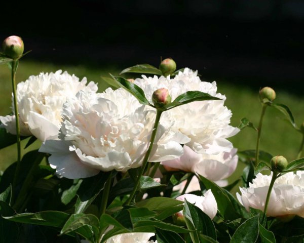 Пион Армани